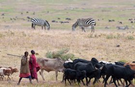 Nurturing Nature: Environmental Conservation and the Maasai Community
