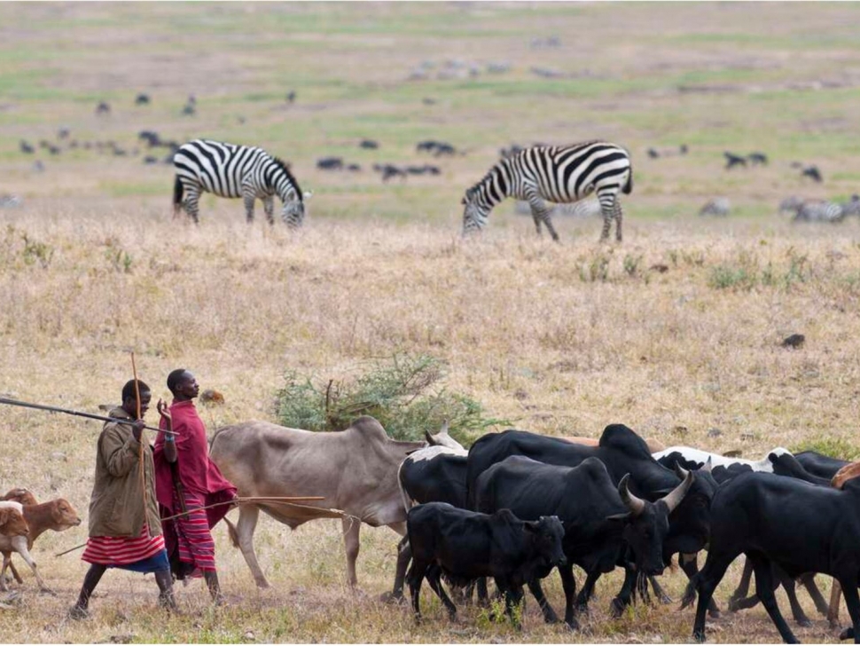 Nurturing Nature: Environmental Conservation and the Maasai Community